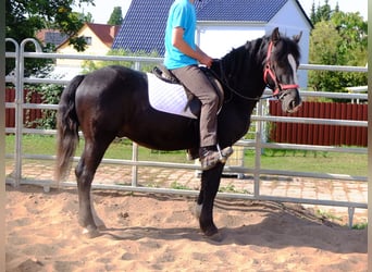 Warmblood pesado Mestizo, Caballo castrado, 4 años, 155 cm, Negro