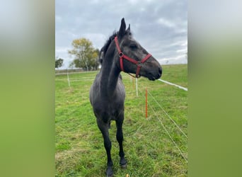 Warmblood pesado, Caballo castrado, 4 años, 155 cm, Tordo rodado