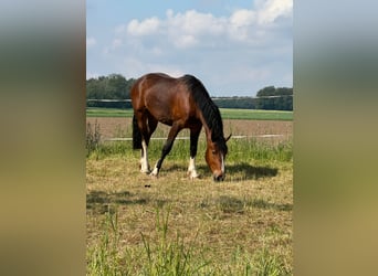 Warmblood pesado Mestizo, Caballo castrado, 4 años, 157 cm, Castaño