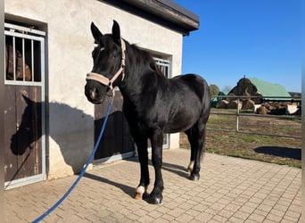 Warmblood pesado, Caballo castrado, 4 años, 157 cm, Negro