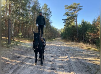 Warmblood pesado, Caballo castrado, 4 años, 157 cm, Negro