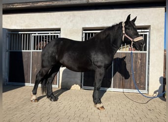 Warmblood pesado, Caballo castrado, 4 años, 157 cm, Negro