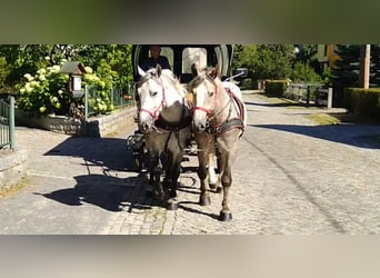 Warmblood pesado, Caballo castrado, 4 años, 157 cm, Tordo