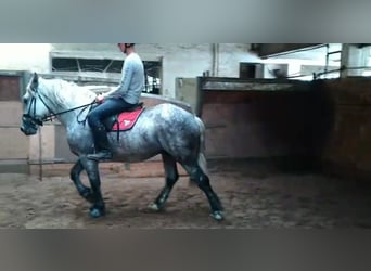 Warmblood pesado, Caballo castrado, 4 años, 157 cm, Tordo