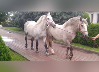 Warmblood pesado, Caballo castrado, 4 años, 157 cm, Tordo