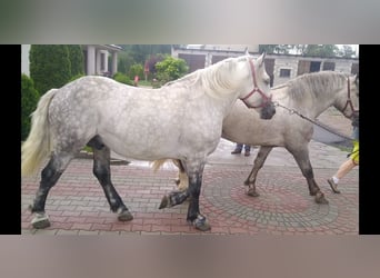 Warmblood pesado, Caballo castrado, 4 años, 157 cm, Tordo