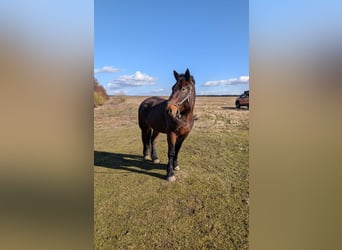 Warmblood pesado, Caballo castrado, 4 años, 158 cm, Castaño oscuro