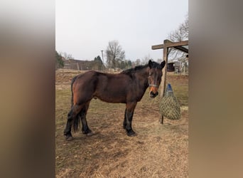 Warmblood pesado, Caballo castrado, 4 años, 158 cm, Castaño oscuro