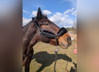 Warmblood pesado, Caballo castrado, 4 años, 158 cm, Castaño oscuro