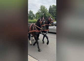 Warmblood pesado, Caballo castrado, 4 años, 158 cm, Negro