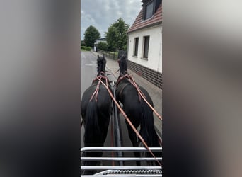 Warmblood pesado, Caballo castrado, 4 años, 158 cm, Negro