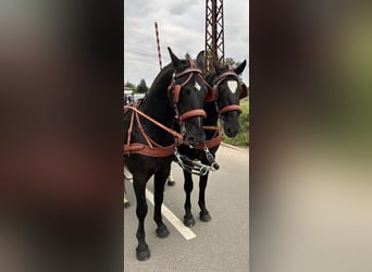 Warmblood pesado, Caballo castrado, 4 años, 158 cm, Negro