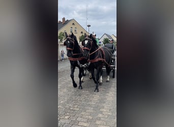 Warmblood pesado, Caballo castrado, 4 años, 158 cm, Negro