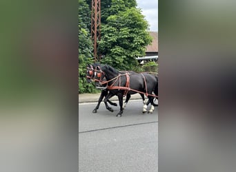 Warmblood pesado, Caballo castrado, 4 años, 158 cm, Negro