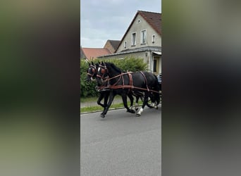 Warmblood pesado, Caballo castrado, 4 años, 158 cm, Negro