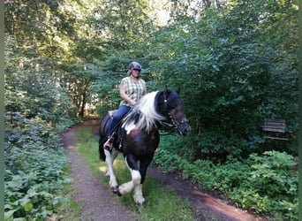 Warmblood pesado Mestizo, Caballo castrado, 4 años, 160 cm, Pío