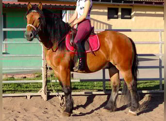 Warmblood pesado, Caballo castrado, 4 años, 160 cm, Tordo rodado