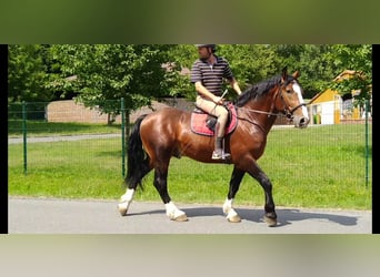 Warmblood pesado, Caballo castrado, 4 años, 162 cm, Castaño