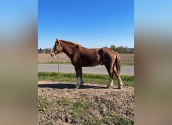 Warmblood pesado, Caballo castrado, 4 años, 163 cm, Alazán