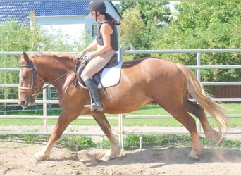 Warmblood pesado Mestizo, Caballo castrado, 4 años, 163 cm, Alazán-tostado