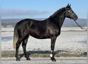 Warmblood pesado, Caballo castrado, 4 años, 163 cm, Tordillo negro