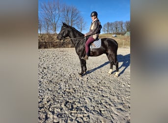 Warmblood pesado, Caballo castrado, 4 años, 164 cm, Negro