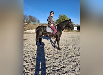 Warmblood pesado, Caballo castrado, 4 años, 164 cm, Negro