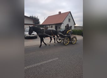 Warmblood pesado, Caballo castrado, 4 años, 164 cm, Negro