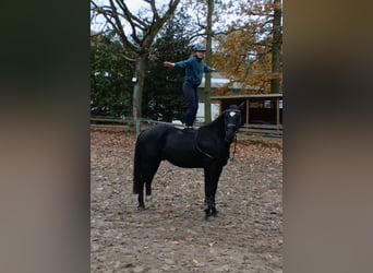 Warmblood pesado, Caballo castrado, 4 años, 164 cm, Negro