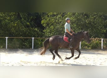 Warmblood pesado, Caballo castrado, 4 años, 164 cm, Tordillo negro