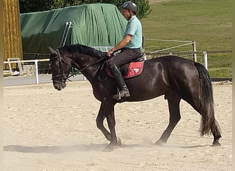 Warmblood pesado, Caballo castrado, 4 años, 164 cm, Tordillo negro