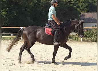 Warmblood pesado, Caballo castrado, 4 años, 164 cm, Tordillo negro