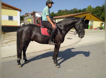 Warmblood pesado, Caballo castrado, 4 años, 164 cm, Tordillo negro