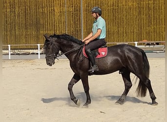 Warmblood pesado, Caballo castrado, 4 años, 164 cm, Tordillo negro