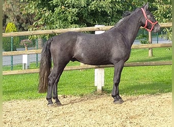 Warmblood pesado, Caballo castrado, 4 años, 164 cm, Tordillo negro