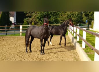 Warmblood pesado, Caballo castrado, 4 años, 164 cm, Tordillo negro