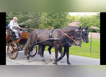 Warmblood pesado, Caballo castrado, 4 años, 164 cm, Tordillo negro