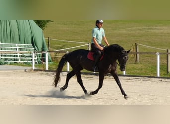 Warmblood pesado, Caballo castrado, 4 años, 164 cm, Tordillo negro