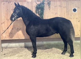 Warmblood pesado, Caballo castrado, 4 años, 164 cm, Tordillo negro