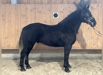 Warmblood pesado, Caballo castrado, 4 años, 164 cm, Tordillo negro