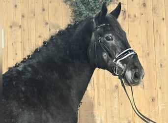 Warmblood pesado, Caballo castrado, 4 años, 164 cm, Tordillo negro