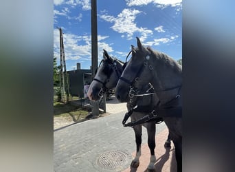 Warmblood pesado, Caballo castrado, 4 años, 165 cm