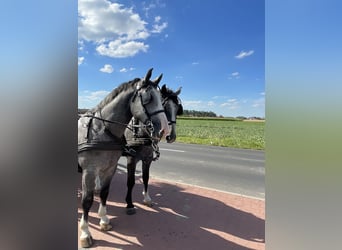 Warmblood pesado, Caballo castrado, 4 años, 165 cm