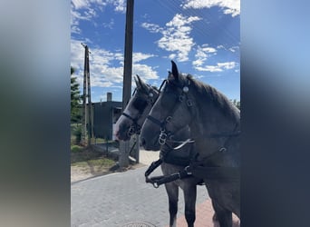 Warmblood pesado, Caballo castrado, 4 años, 165 cm