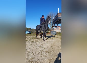 Warmblood pesado, Caballo castrado, 4 años, 165 cm