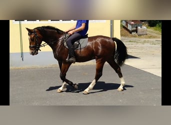 Warmblood pesado, Caballo castrado, 4 años, 165 cm, Castaño