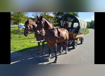 Warmblood pesado, Caballo castrado, 4 años, 165 cm, Castaño