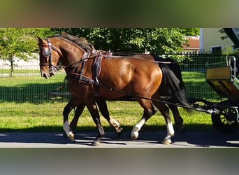 Warmblood pesado, Caballo castrado, 4 años, 165 cm, Castaño