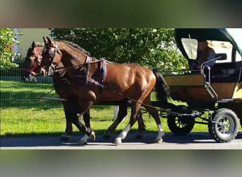 Warmblood pesado, Caballo castrado, 4 años, 165 cm, Castaño