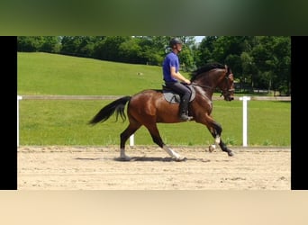 Warmblood pesado, Caballo castrado, 4 años, 165 cm, Castaño
